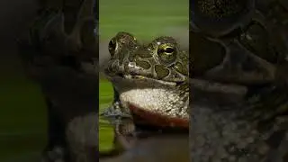 Frog v. toad