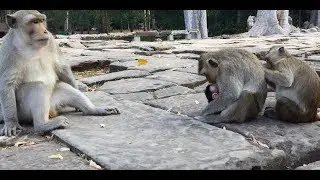 Appreciate to Skippy you has cute newborn baby with Dee Dee and he stay around