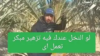 شاهد مشاكل التزهير المبكر فى النخيل البرحى
