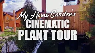 My Home Garden | Cinematic Plant Tour (After the Rain)
