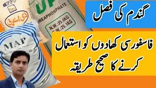 How to use phosphorus based fertilizers in wheat crop | Plant Clinics | Dr. Jamil Shafi