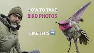How to take amazing, unplanned photographs of birds