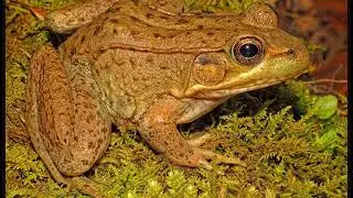 Some Tennessee Frogs
