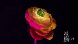 Ranunkel timelapse