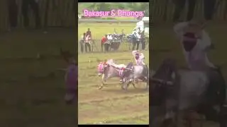 Bakasur & bhunga #trending #bakasur #cow #bailpola #mathur1001 #sarjya #bakasurbail