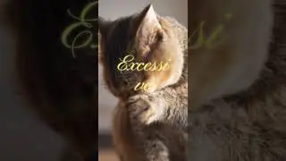 Understanding Cat Tail Chasing