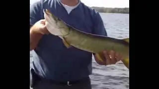 Seafishing\\Fishing#Fish \Carp\Hunting\Fishing boat\A big fish that doesn't want to leave ship