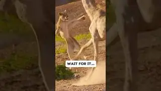 Жирафы гораздо опаснее, чем вы думаете 😳 #жираф #фактыоживотных