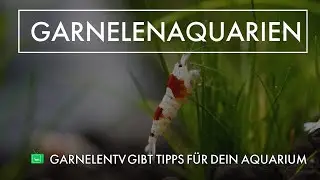 GARNELENAQUARIEN | AQUARIUM BEWERTUNG | GarnelenTv