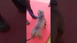 dog show in jaipur 2026 American bully micro dog breed in India