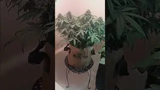 Mimosa cake week 12 day 5 #talkingshort