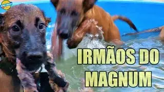 DICAS PARA ADESTRAMENTO EM CASA E OS IRMÃOS DO MAGNUM CHEGARAM COM TUDO
