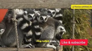 Lemurs facts Full video #trending #facts #lemur #viralvideo #video #monkey #wildlife #nature#animals