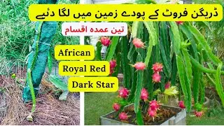 3 Amazing Varieties Of Dragon Fruit | Afirican, Dark Star, Royal Red Dragon Fruit Plants |