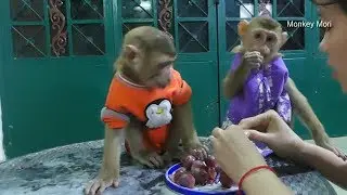 Mori And Dodo Hungry At Night