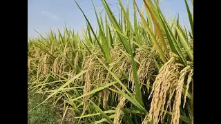 Rice Crop... Diamond 109 vs 1509 | Ch Usman Khaliq | Al-Khaliq Agri Farm