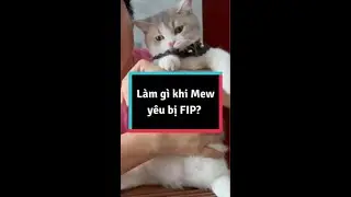 L&agrave;m g&igrave; khi Mew y&ecirc;u bị FIP?