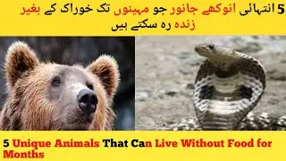 Which Animal Can Live Without Food For Lifetime #uzma tv # unique animals # animals