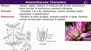 Amaranthaceae Family Characters/ Morphological and Floral Characters of Amaranthaceae Family