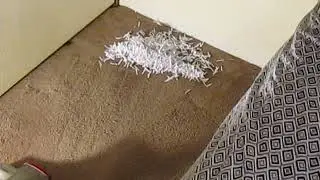 MVI 4781 kirby & shredded paper