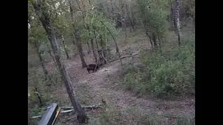Muzzle loader Hog Kill