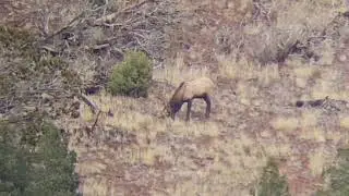 Gassing up elk in arizona