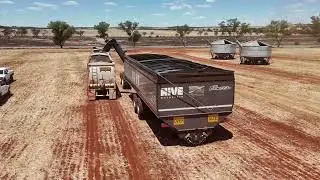 Elmer&rsquo;s 150T HIVE Motherbin = less field bins to move!