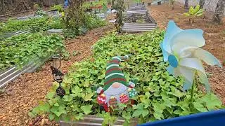 week 44 / in the garden / harvest / tour / oatmeal soap / CT Visit / Baby Shower