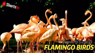 One of the most Flamingo birds, slim neck and sending out vibes