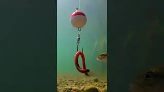 🔥 Crazy Fish Bite Bait 79 2K - You Won't Believe This Catch #FishingTips #BassFishing #OutdoorLife