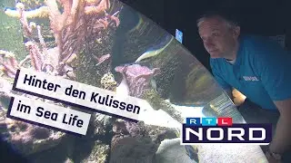 Sea Life Hannover - Regionalreporter Stephan schaut für Euch hinter die Kulissen