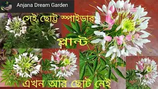 Spider flowers are blooming in my Dream Garden/ how to care Cleome plant and blooming.