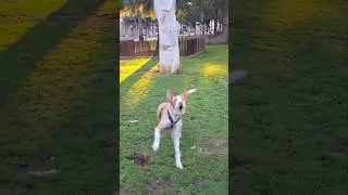 Lupo el loco