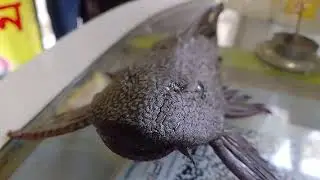 Unique fish #Dangerfish #catfish#viralfish#
