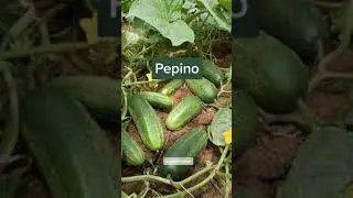 5 plantas que crescem r&aacute;pido para sua horta