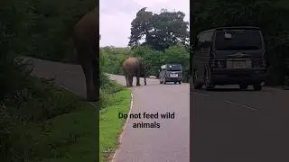 ⚠️Do not feed wild animals#shorts
