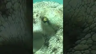 En zeki canlı&hellip; #antalya #deniz #viral #shortvideo #gopro #youtubeshorts #underwater #octopus