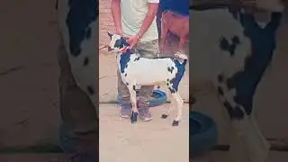 adhan male kids  allhumdulli &hearts;️ek number quality palne wali Bakra full active ##bakra ##