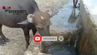 Buffalo Drinking Water || Buffalo Of Thar || Diversity Of Thar