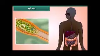 Nutrition in Animals