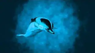 3D Dolphin model
