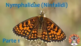 Nymphalidae (Ninfalidi). Prima parte. Riconoscimento farfalle degli Appennini