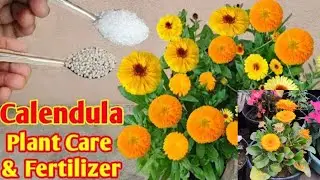 How to Fertilize Calendula Winter flowering Plants?/How to get Big flowers on Calendula withCareTips