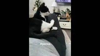 Ириска наводит маникюр.