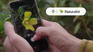 Как iNaturalist фиксирует миллионы наблюдений за биоразнообразием с помощью платформы Google Карт