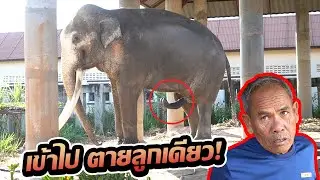 จวนจะตกมันแล้ว!! ทองใบอารมณ์ขึ้นสุดๆ ตาลุนลั่น