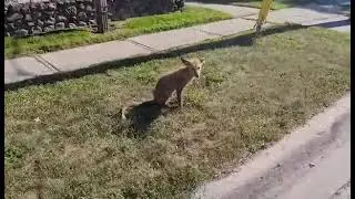 Red Mangy Fox