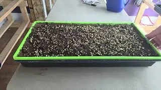 Nest Egg Farms day 7 check on microgreens and mushrooms 