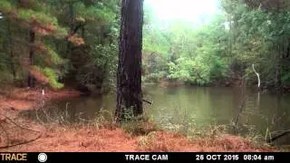 Bedias TX buck walking by pond