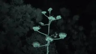 Nectarivorous bats feeding on agave nectar